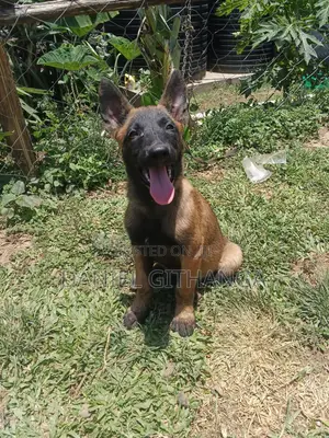 1-3 months Male Purebred Belgian Malinois