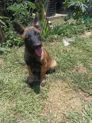 1-3 months Male Purebred Belgian Malinois