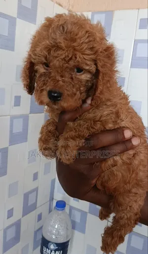 1-3 months Male Purebred Poodle