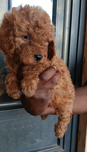 1-3 months Female Purebred Poodle