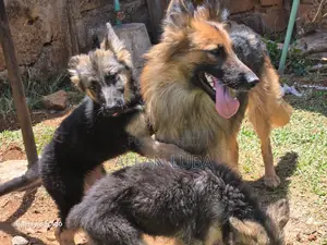 1-3 months Female Purebred German Shepherd