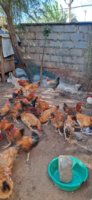 Pure Kienyeji Jogoos for Sale