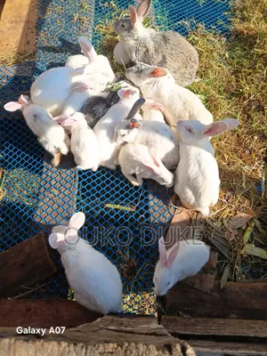 Rabbits for Sell