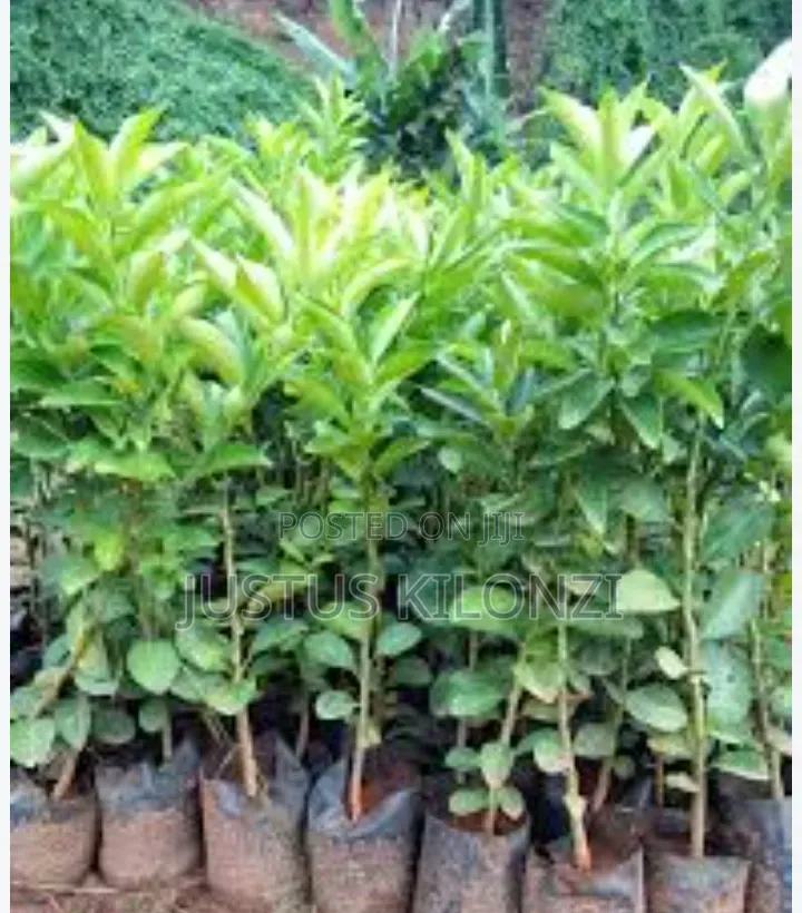 Pixie Oranges Seedlings
