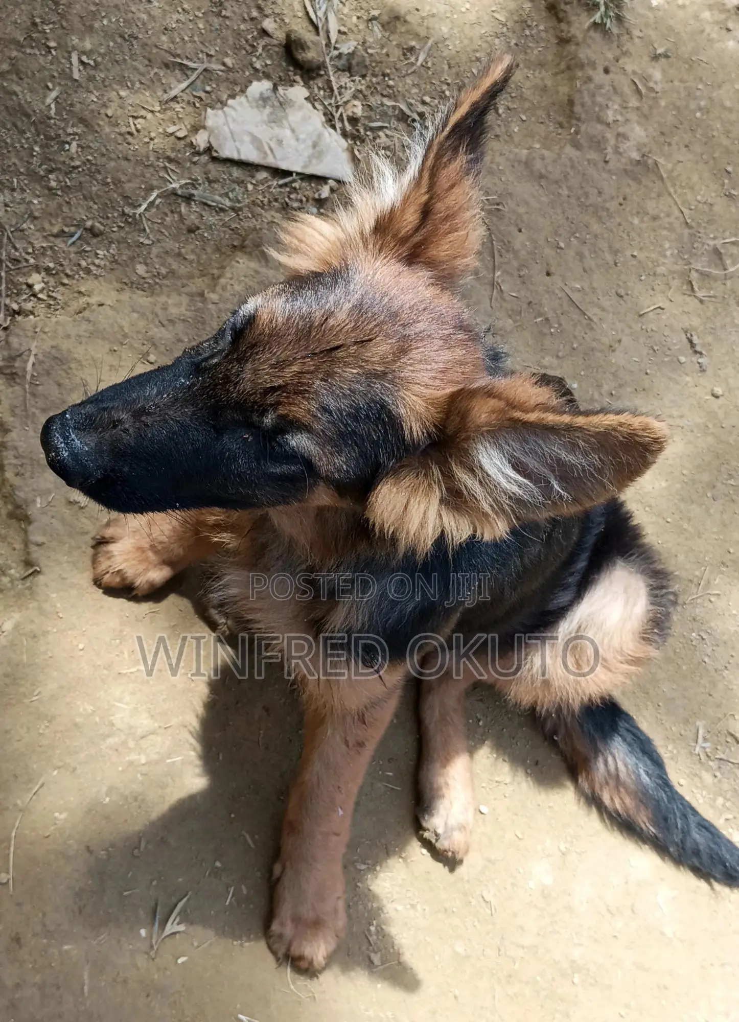 3-6 months Male Purebred German Shepherd