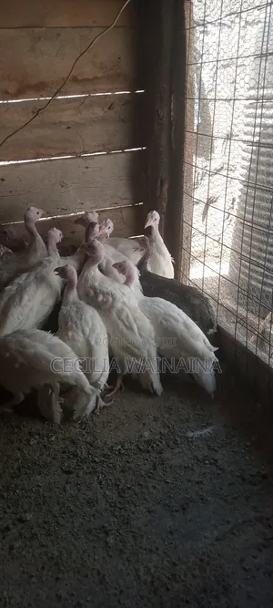 Selling White Kanga N Turkey Chicks Day Old to Maturity
