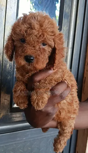 1-3 months Male Purebred Poodle