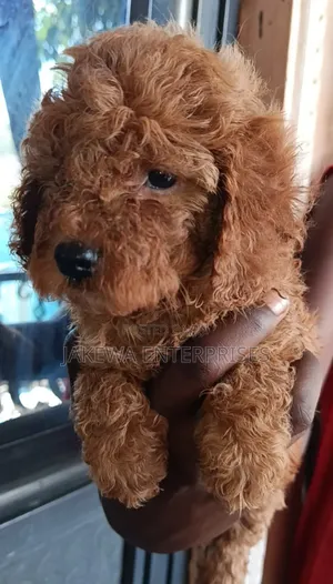 1-3 months Female Purebred Poodle