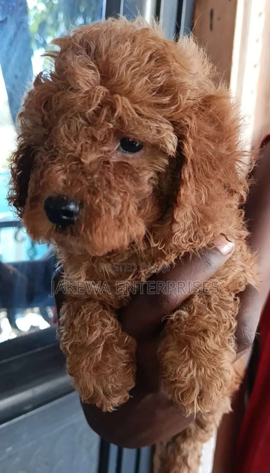 1-3 months Female Purebred Poodle