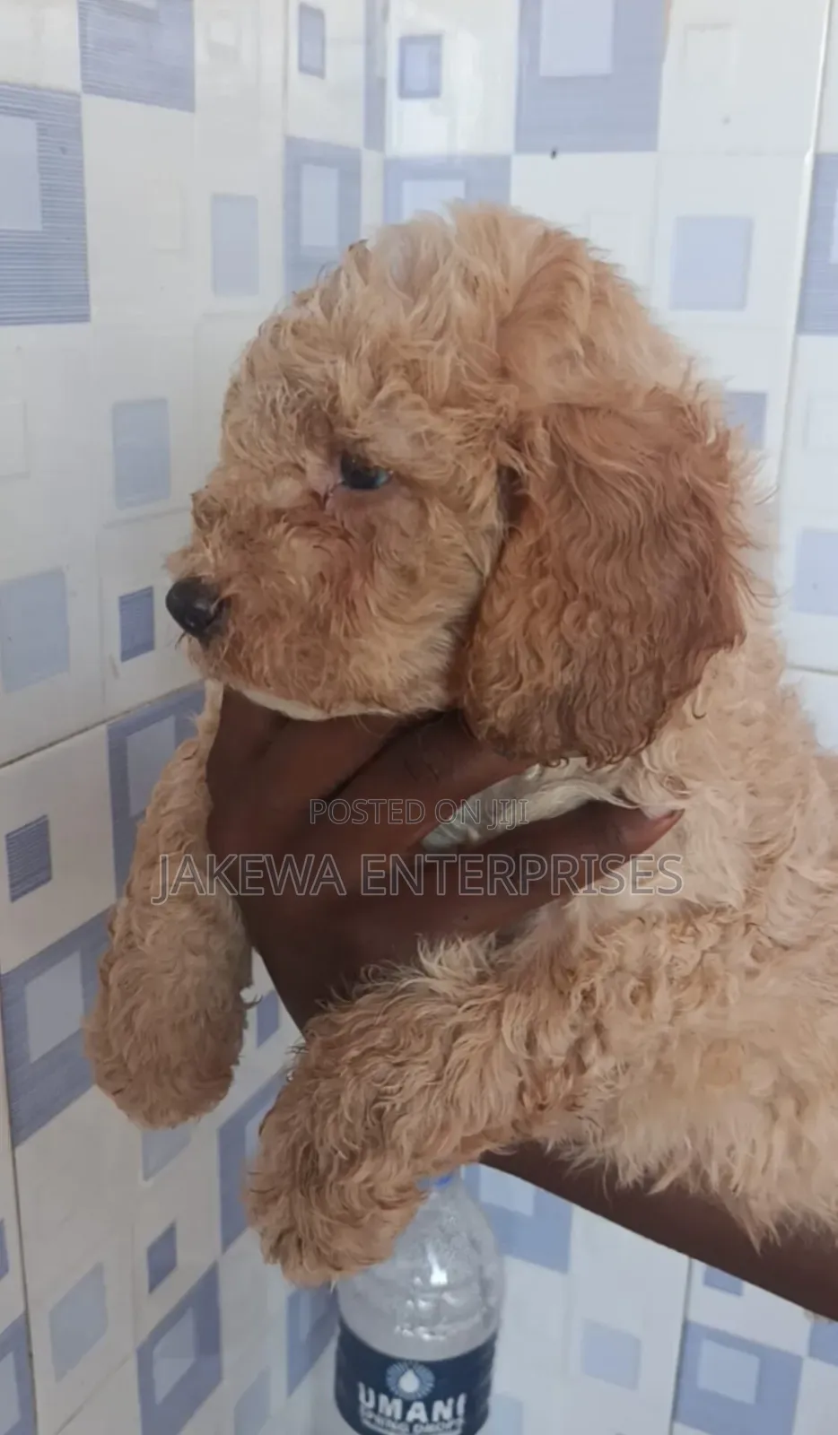 1-3 months Male Purebred Poodle