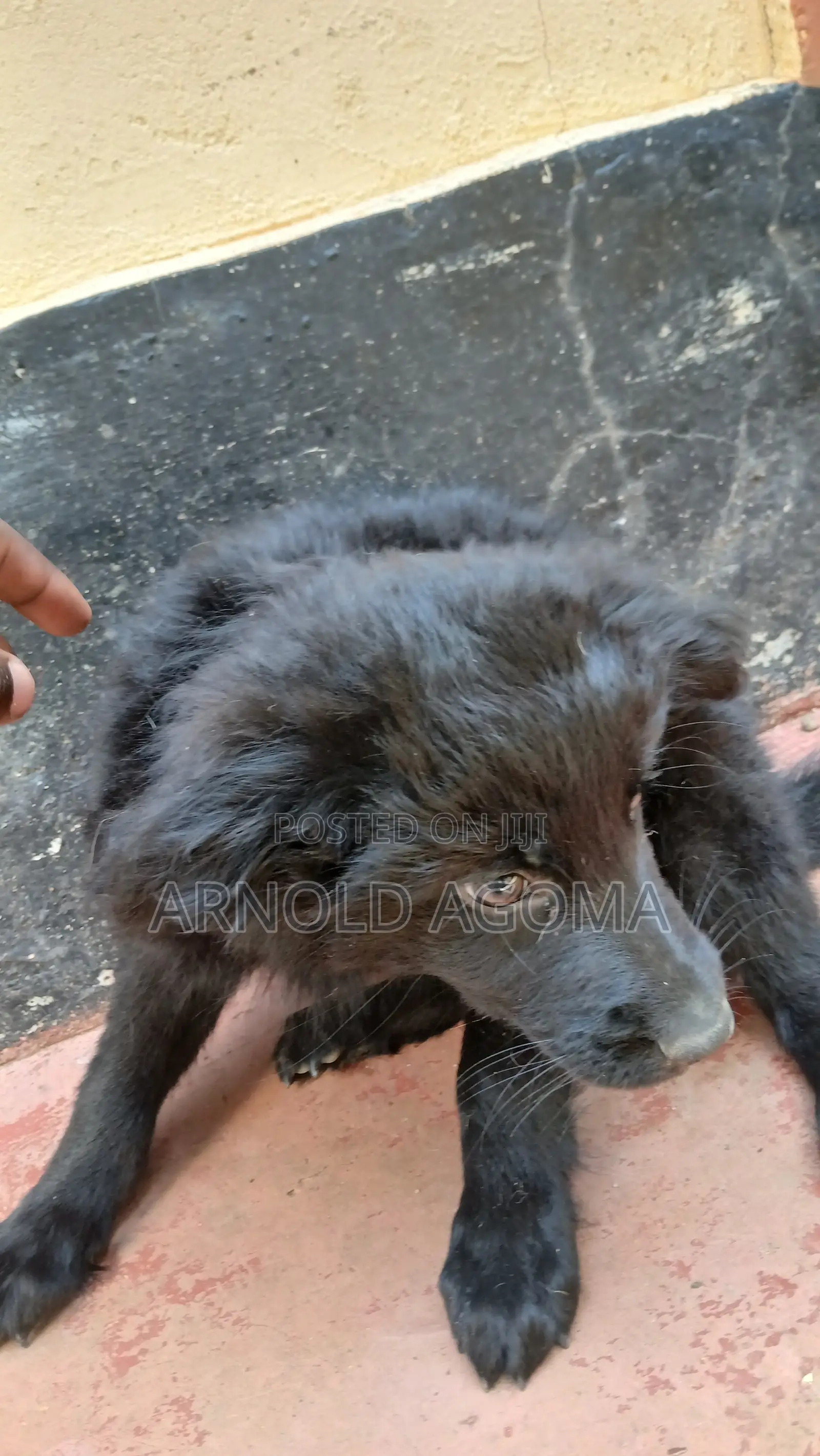1-3 months Male Mixed Breed German Shepherd