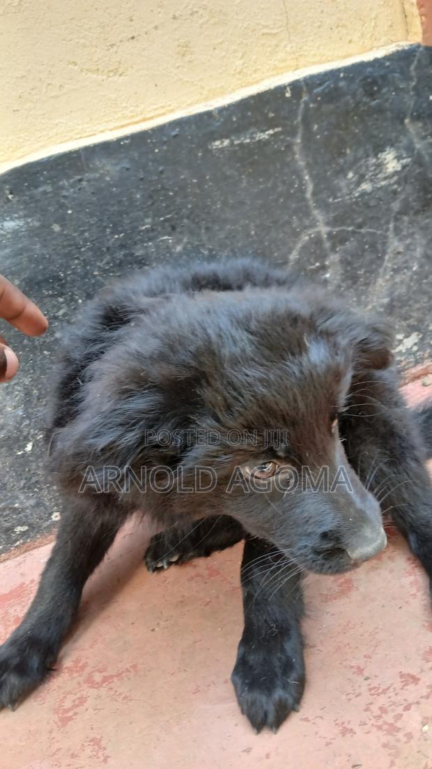 1-3 months Male Mixed Breed German Shepherd
