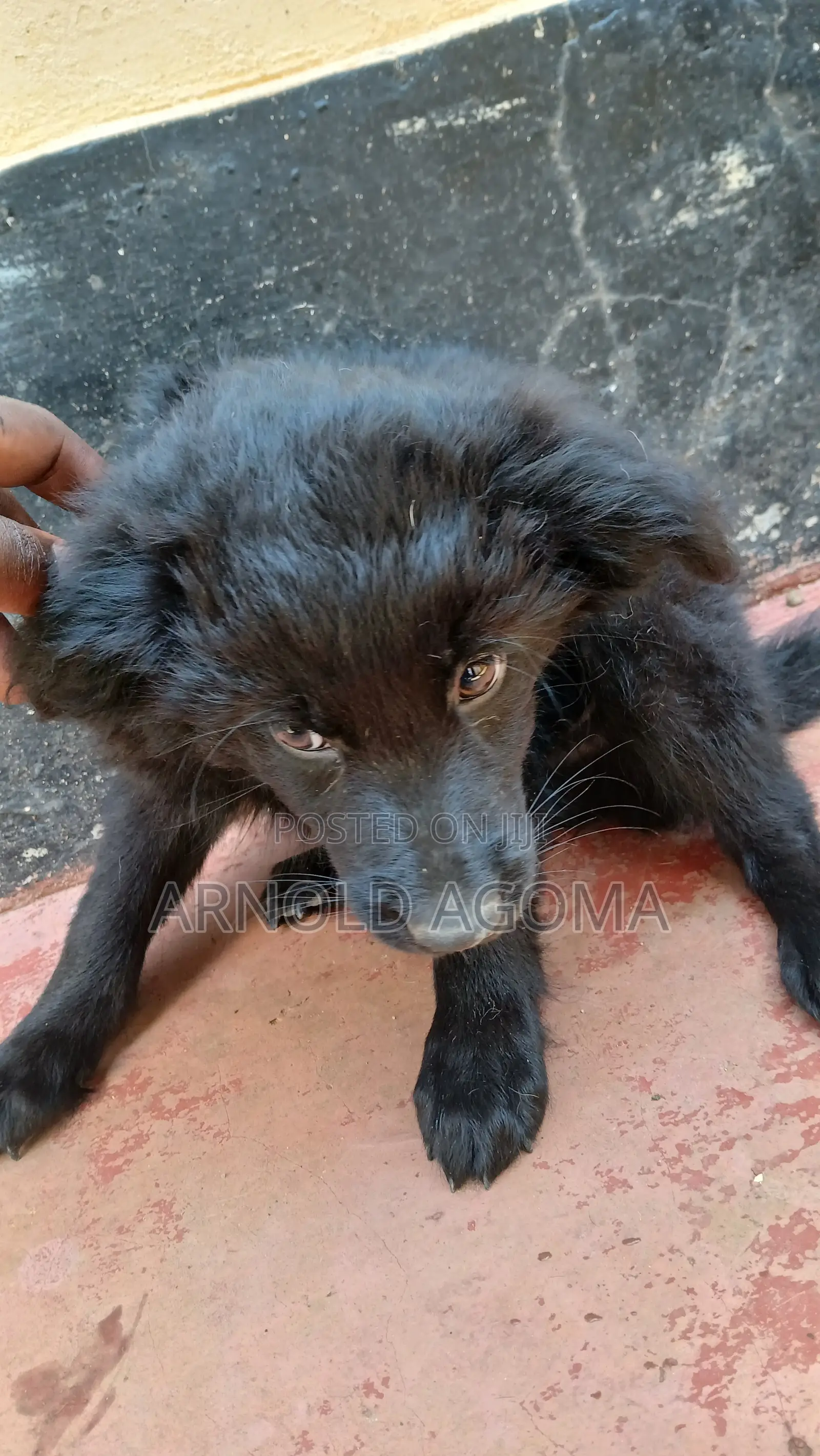 1-3 months Male Mixed Breed German Shepherd