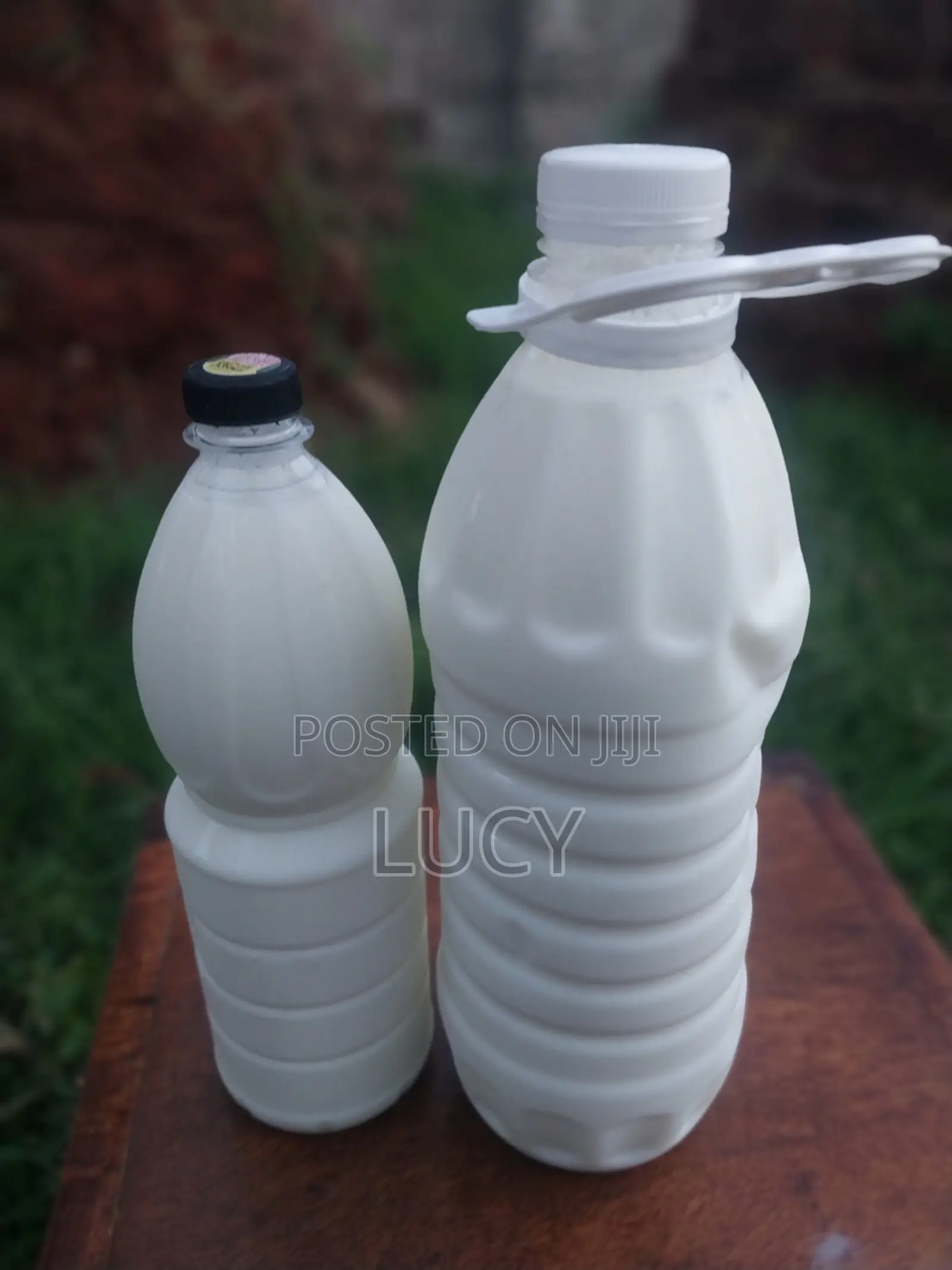 Kefir Milk and Grains