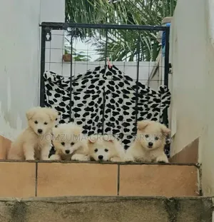 1-3 months Female Purebred Japanese Spitz