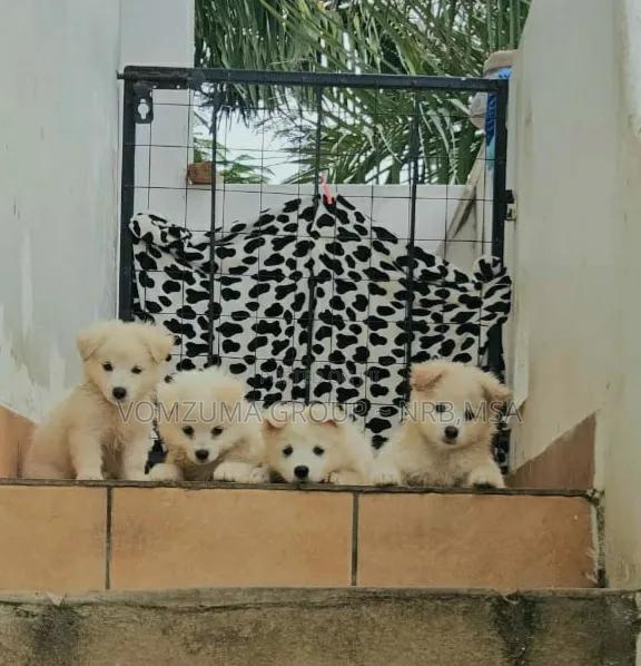 1-3 months Female Purebred Japanese Spitz