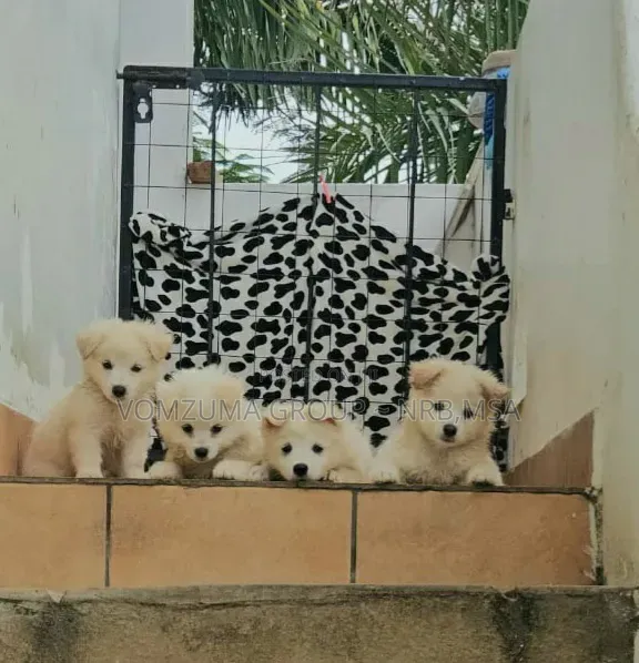 1-3 months Female Purebred Japanese Spitz