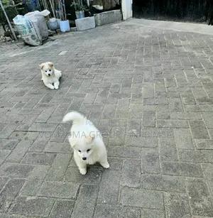1-3 months Female Purebred Japanese Spitz