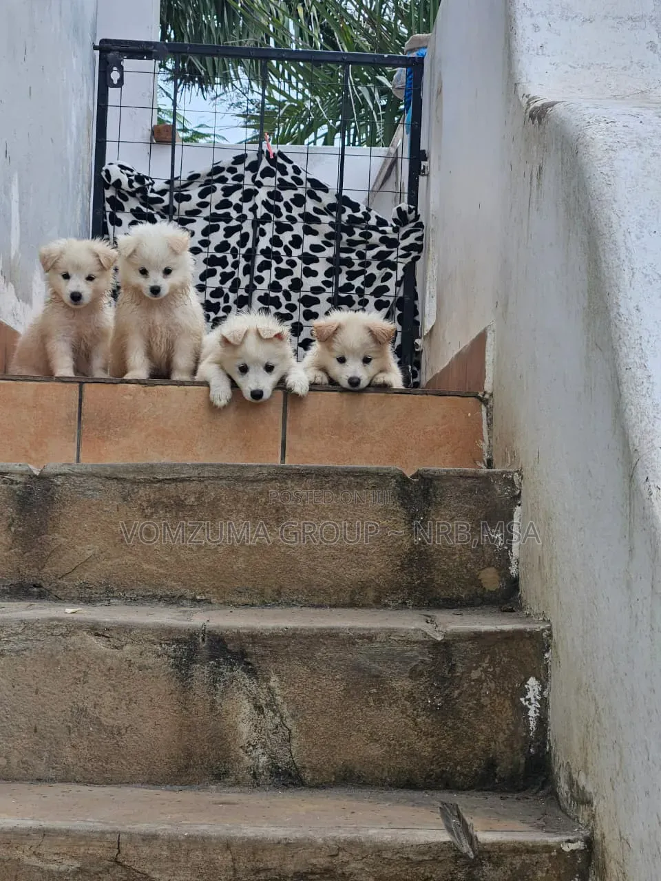 1-3 months Female Purebred Japanese Spitz