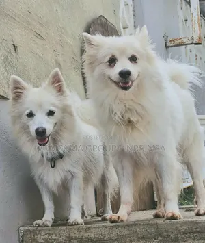1-3 months Female Purebred Japanese Spitz