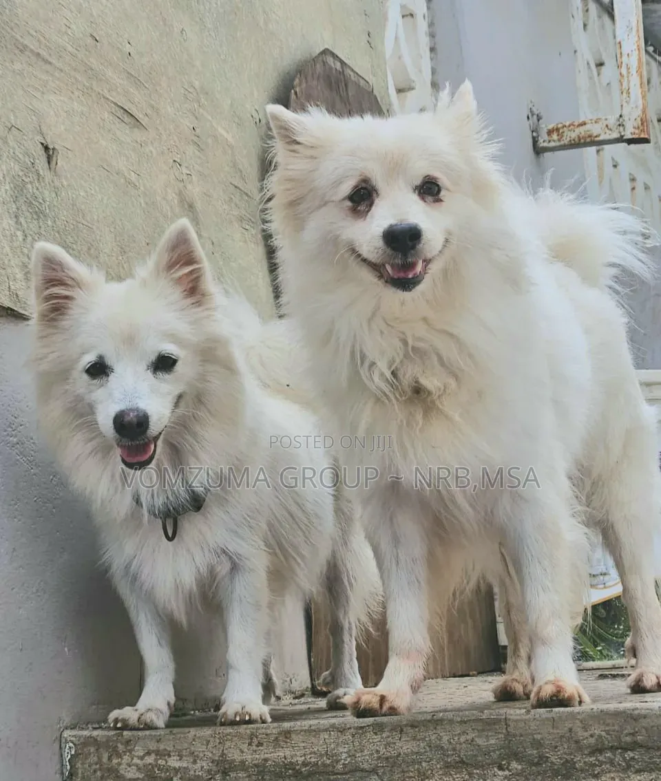 1-3 months Female Purebred Japanese Spitz