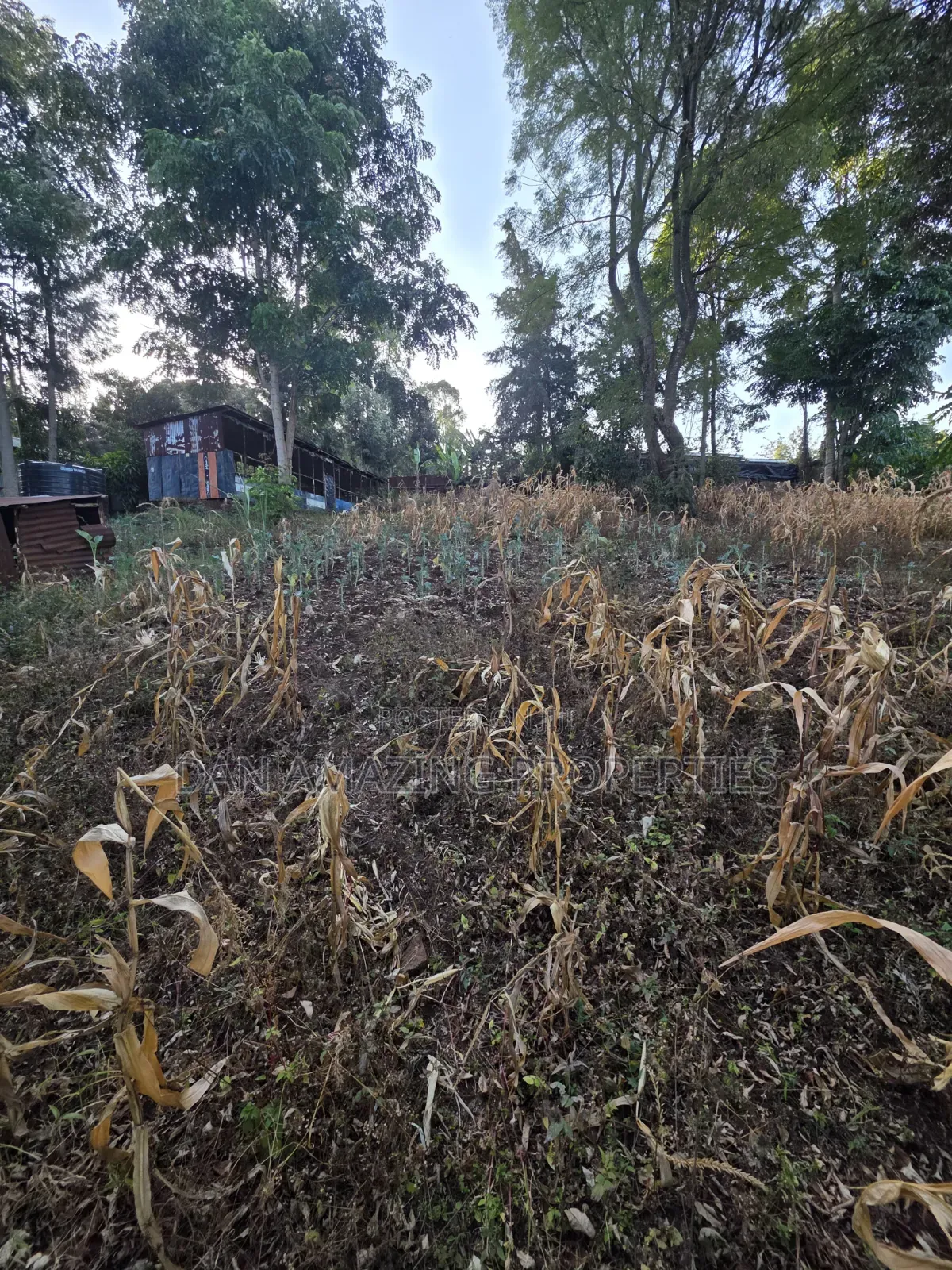 1 Acre Plot in Ngong Olkeri for Sale