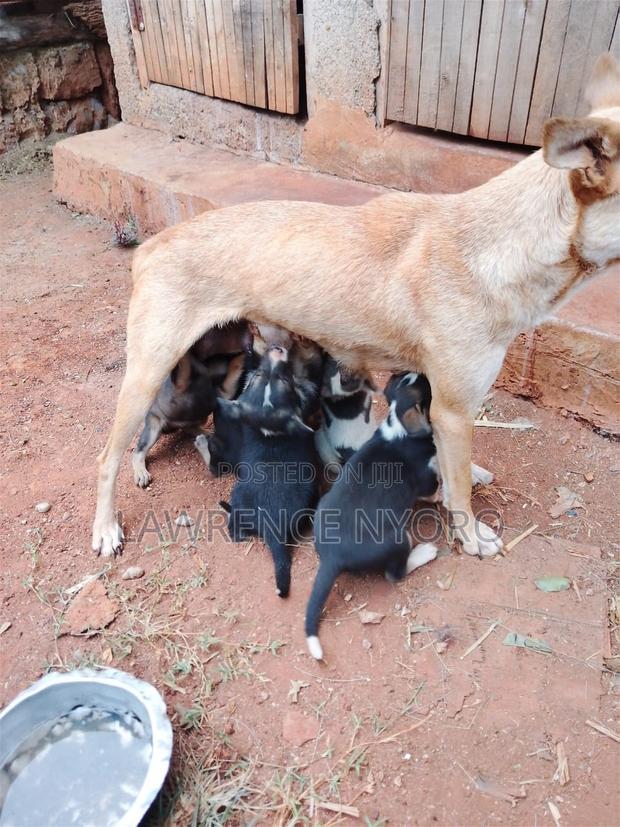 1-3 months Male Mixed Breed Dog