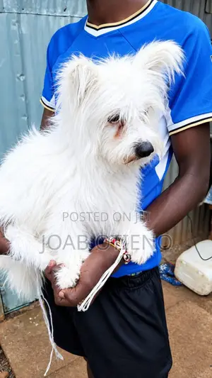 6-12 months Male Purebred Maltese