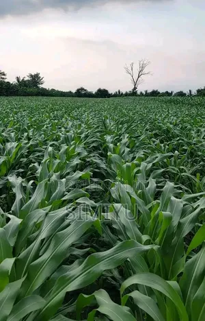 Land on Sale