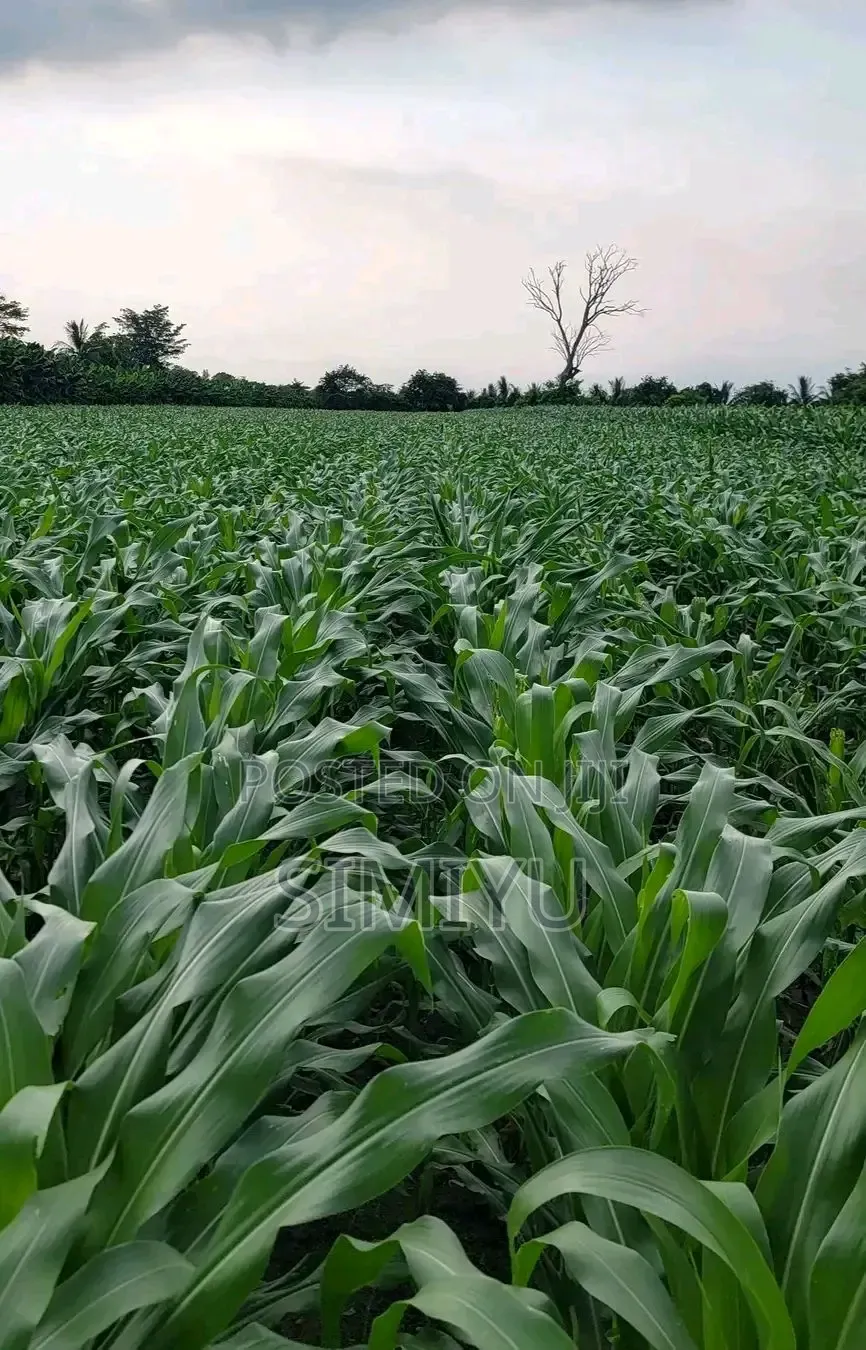 Land on Sale
