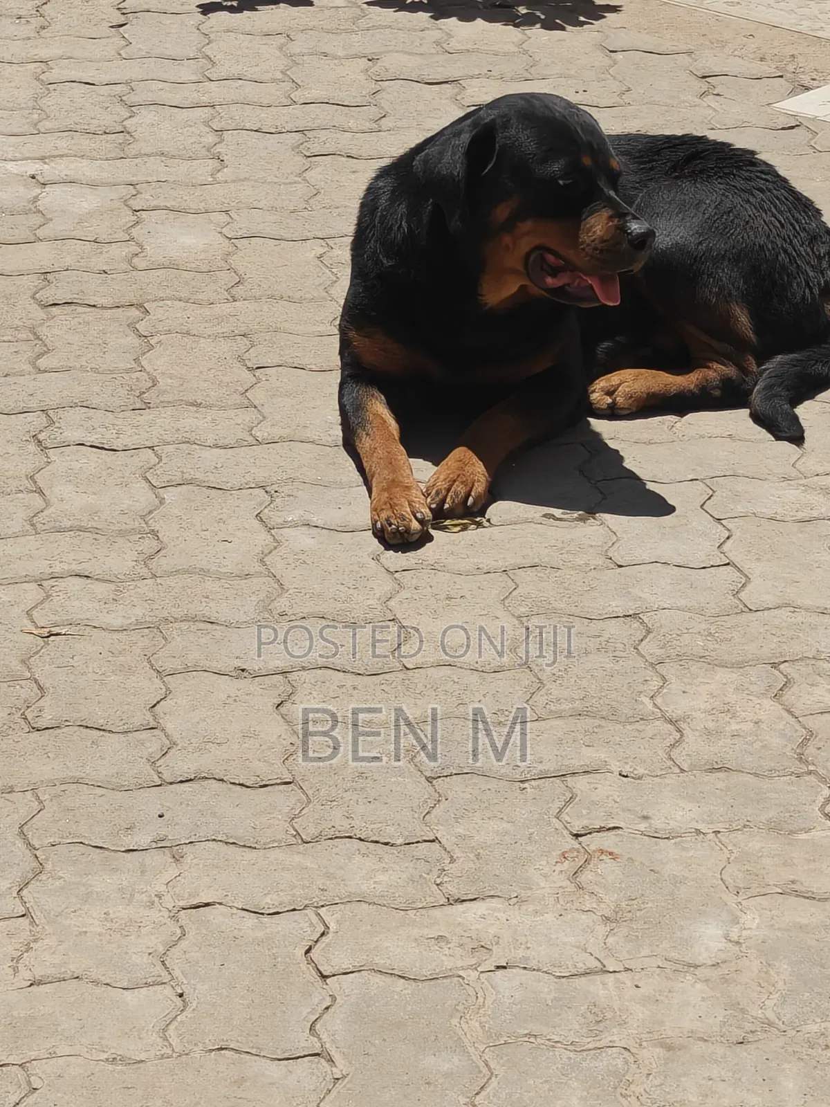 1+ year Female Purebred Rottweiler