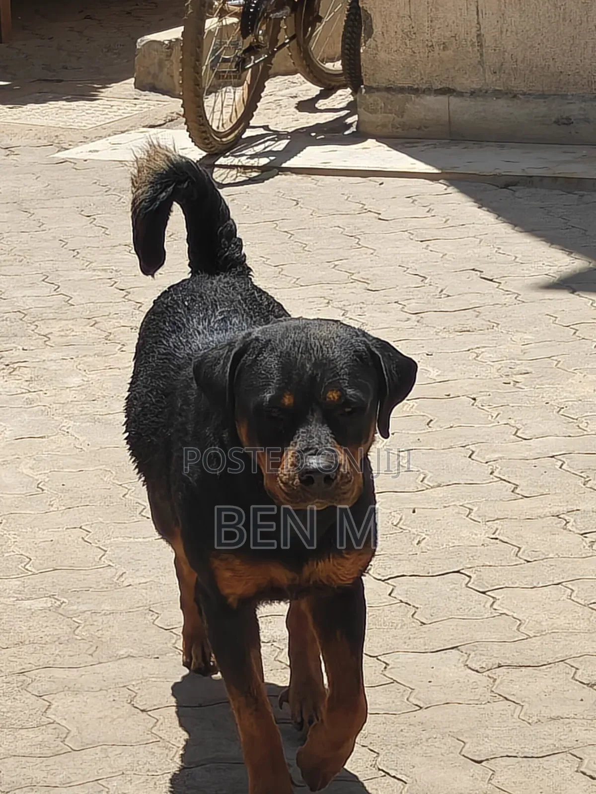 1+ year Female Purebred Rottweiler