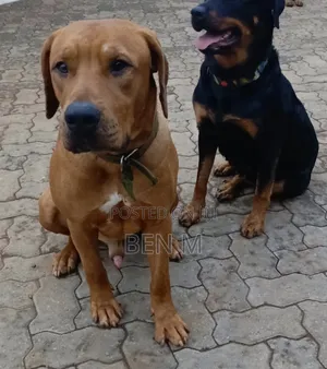 1+ year Male Purebred Rhodesian Ridgeback
