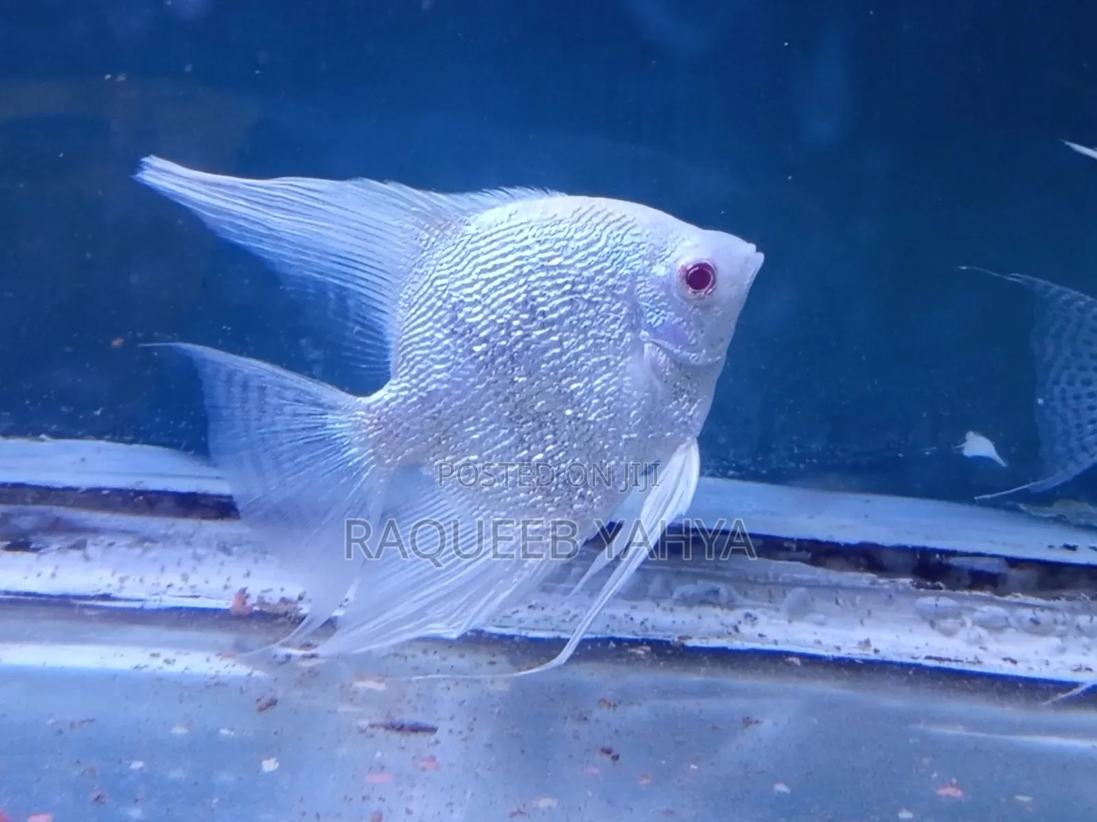 Rare Albino Platinum Pearlscale Angelfish ( 2.5" Vertical Height)
