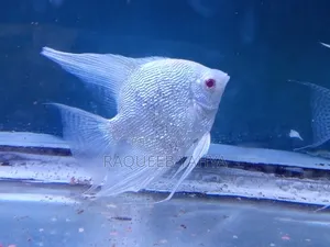 Rare Albino Platinum Pearlscale Angelfish ( 2.5" Vertical Height)