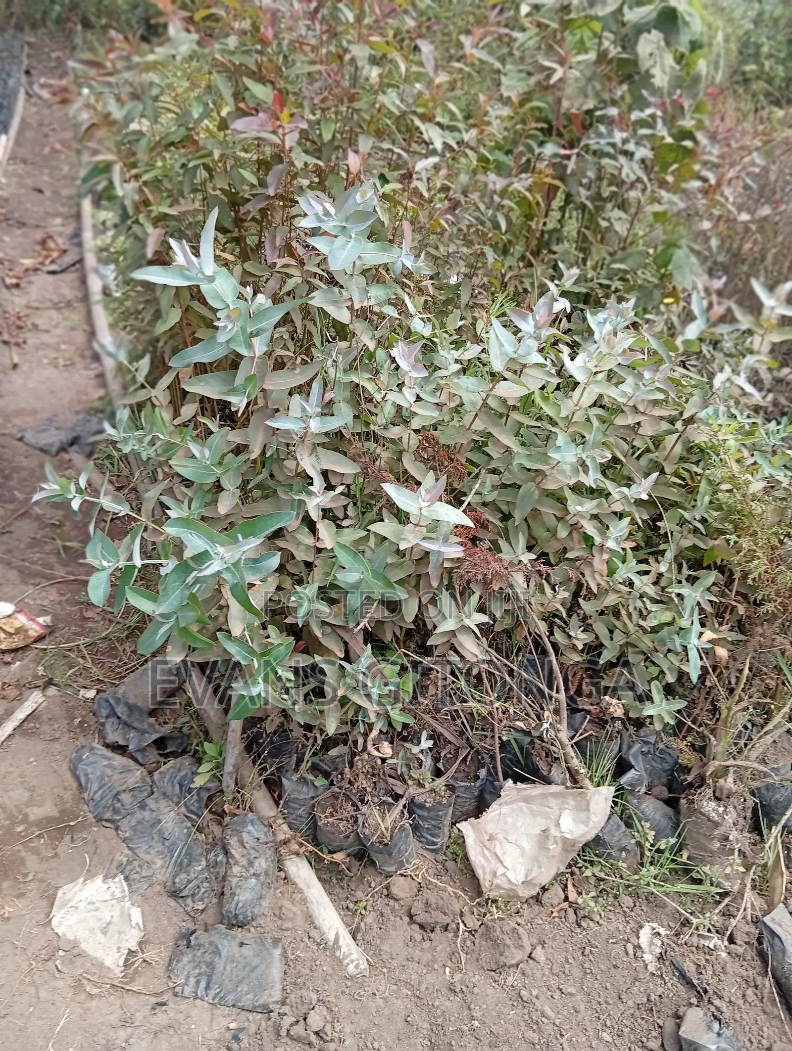Cypress ,Pine,Blue Gum Seedlings Available