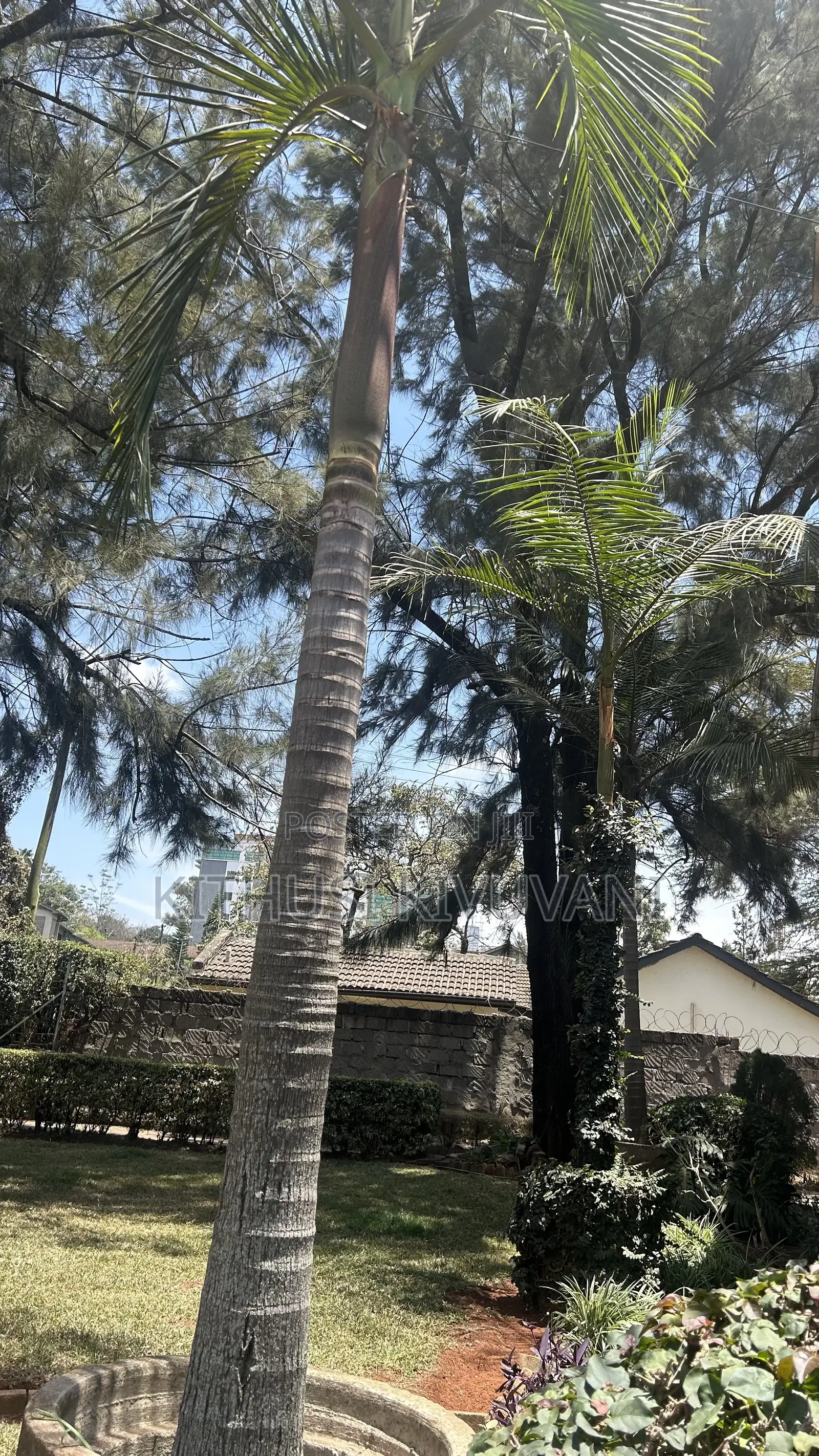 Queen Palm Trees