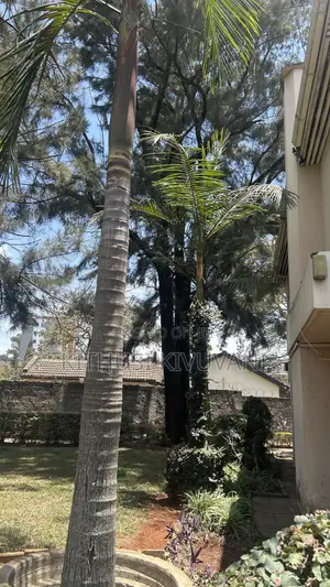 Queen Palm Trees
