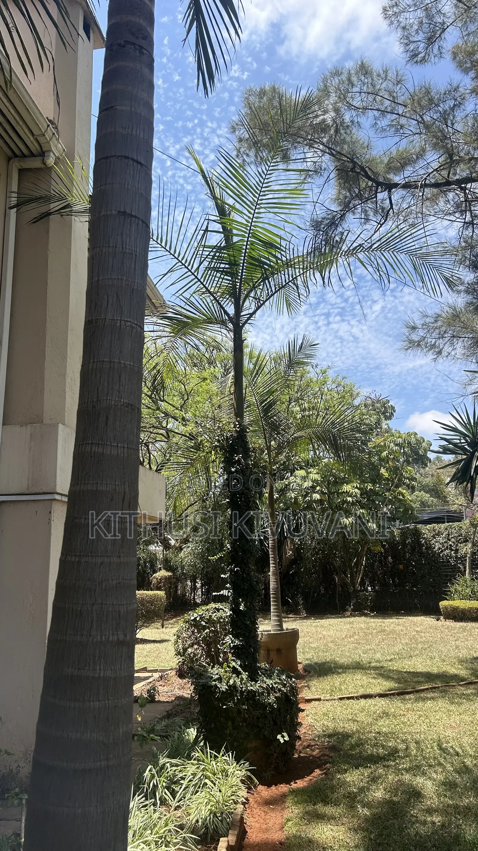 Queen Palm Trees