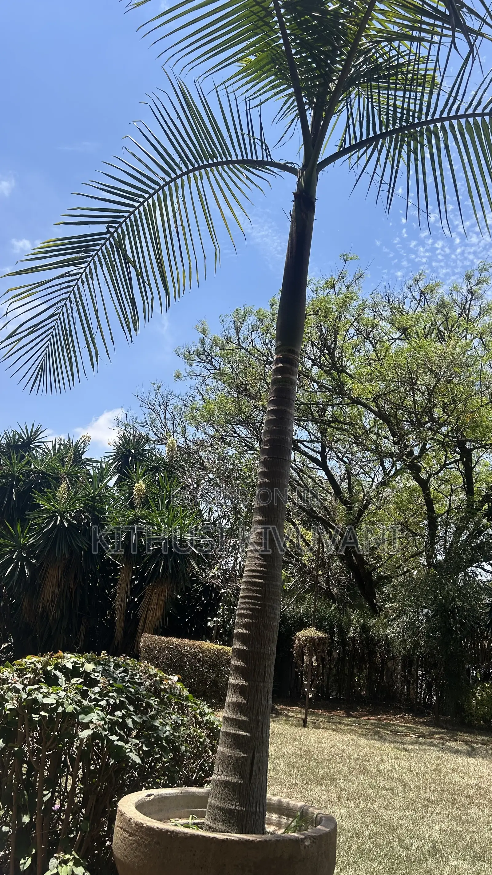 Queen Palm Trees