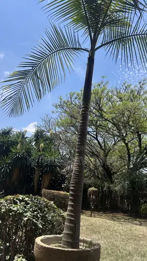 Queen Palm Trees