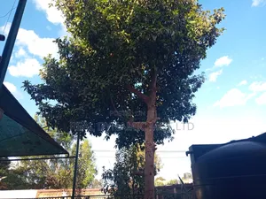 4bdrm Maisonette in Mugutha, Ruiru for rent