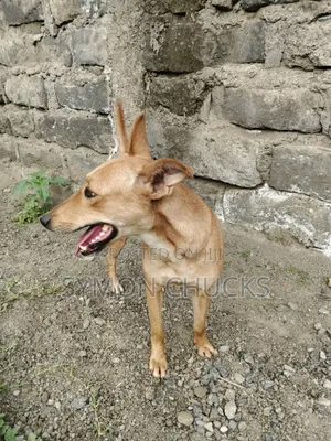 6-12 months Female Mixed Breed Dog