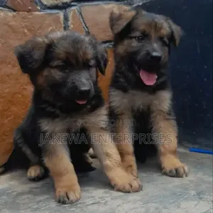 1-3 months Male Purebred German Shepherd