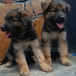 1-3 months Male Purebred German Shepherd