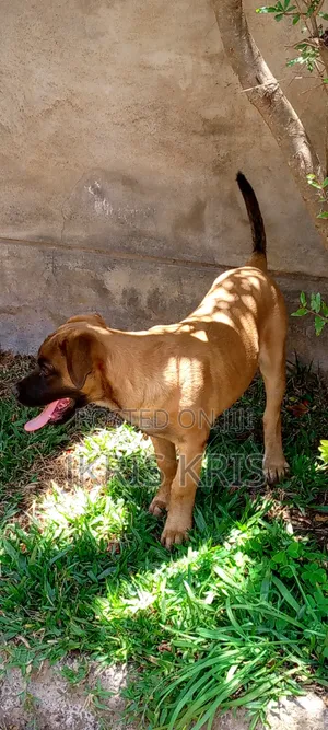 1-3 months Male Mixed Breed Boerboel