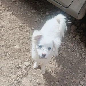 1-3 months Male Mixed Breed Japanese Spitz