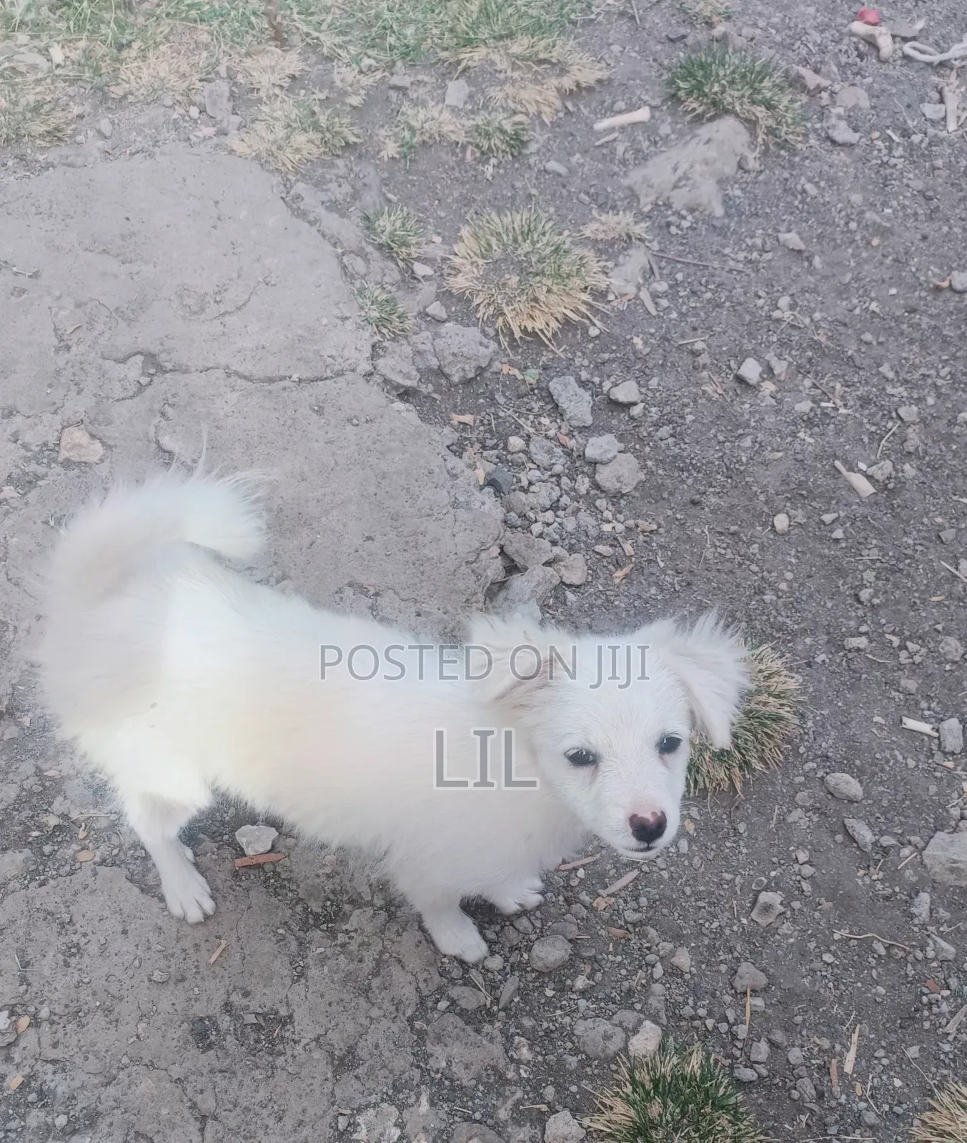 1-3 months Male Mixed Breed Japanese Spitz