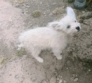 1-3 months Male Mixed Breed Japanese Spitz