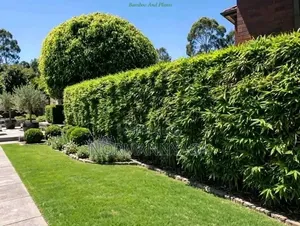 Non Invasive (Miniature)Ornamental Bamboo